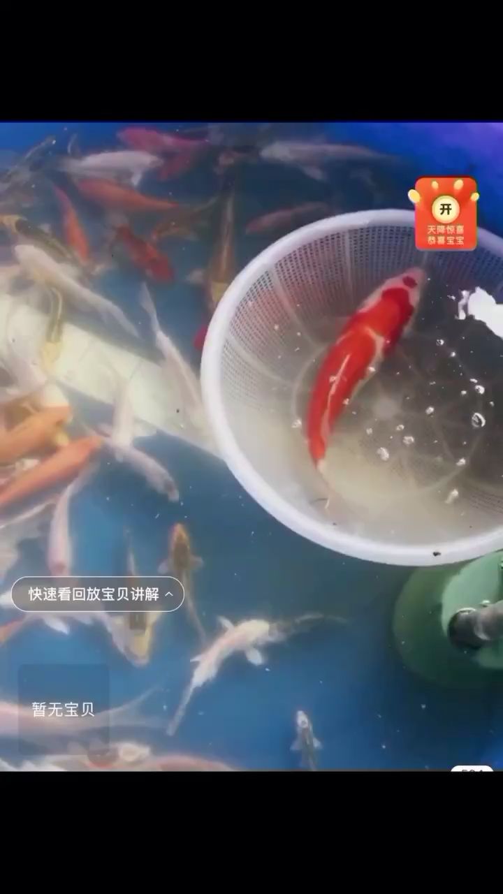 買魚了