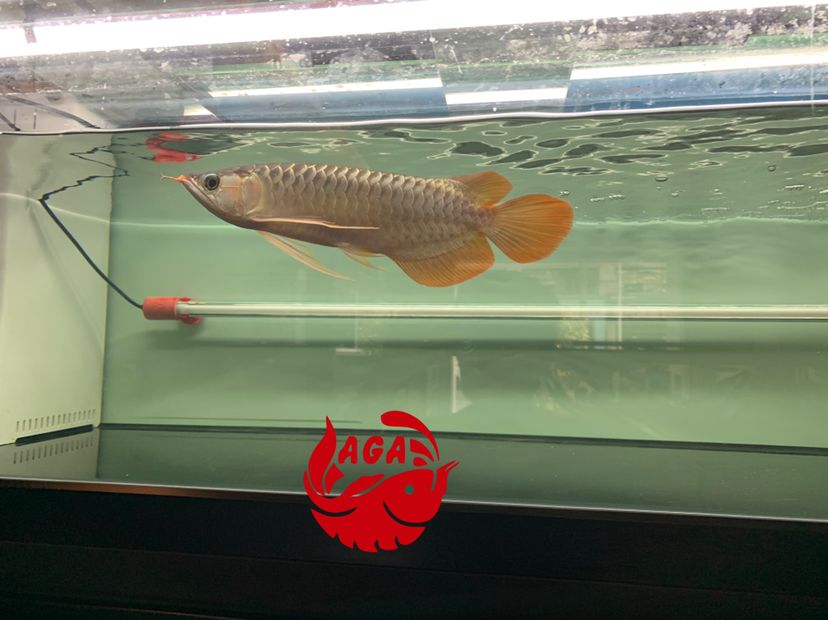 惠州水族館精神小伙是想來(lái)根華子嗎