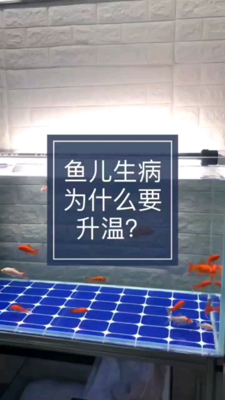 魚兒生病為什么要升溫 泰國虎魚 第1張