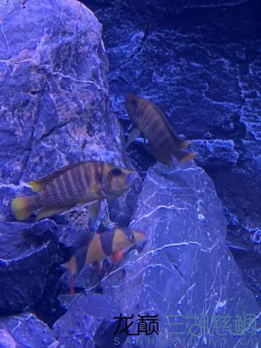 巴中水族館120開缸記可以考慮加精哦2022 夢幻雷龍魚 第36張