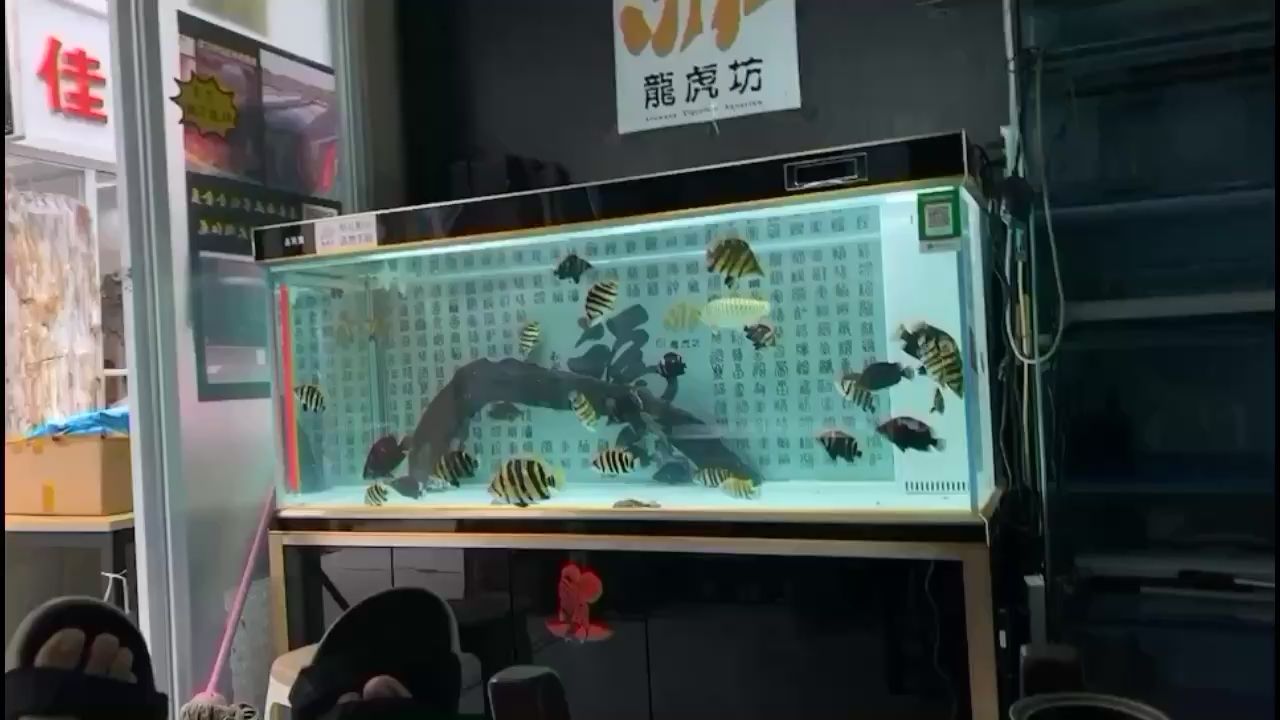 博爾塔拉蒙古自治州水族館一缸虎