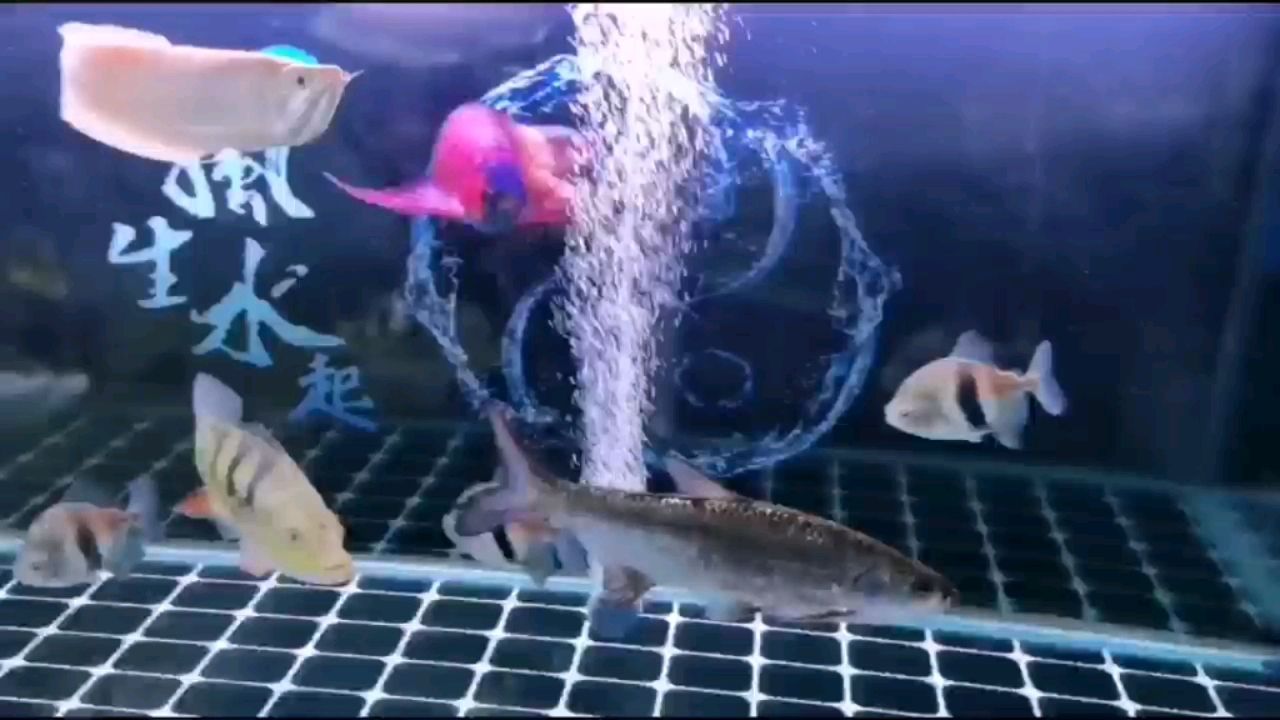 魚生足矣