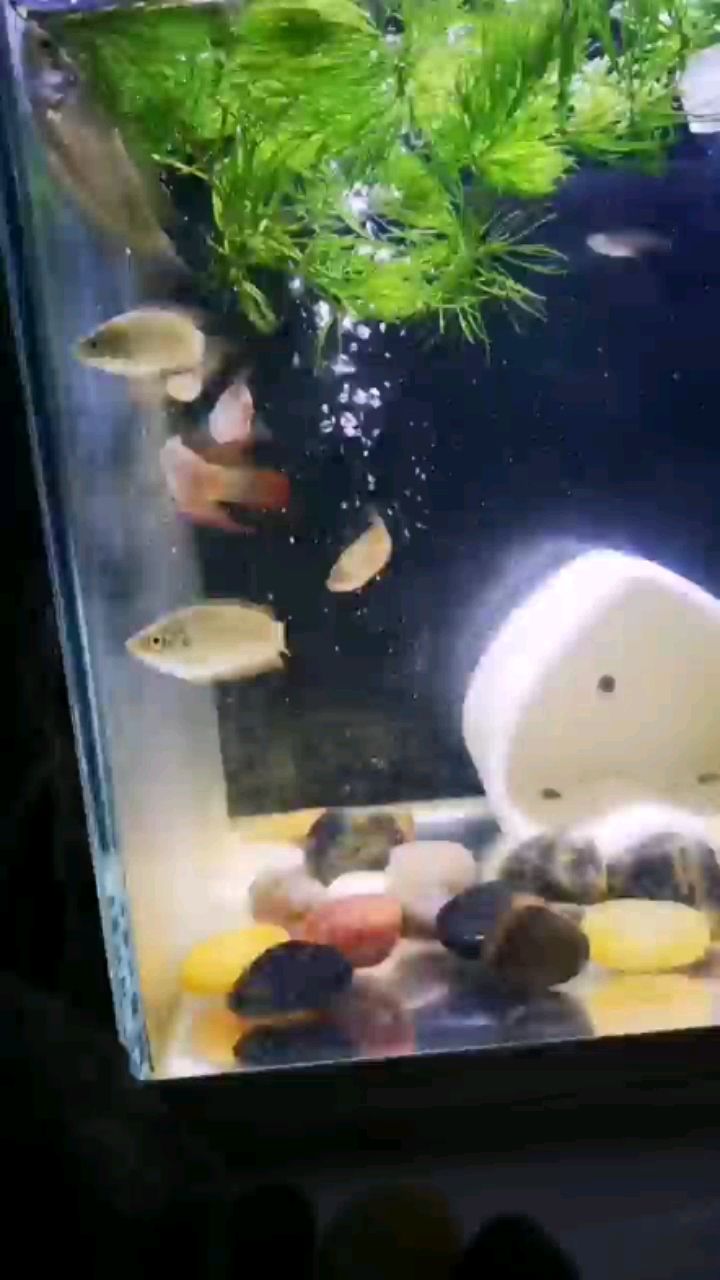 商洛水族館原生小魚