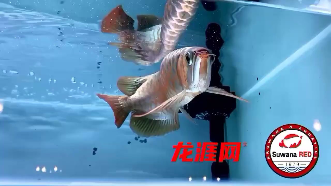 遂寧觀賞魚市場頂級鏡面底