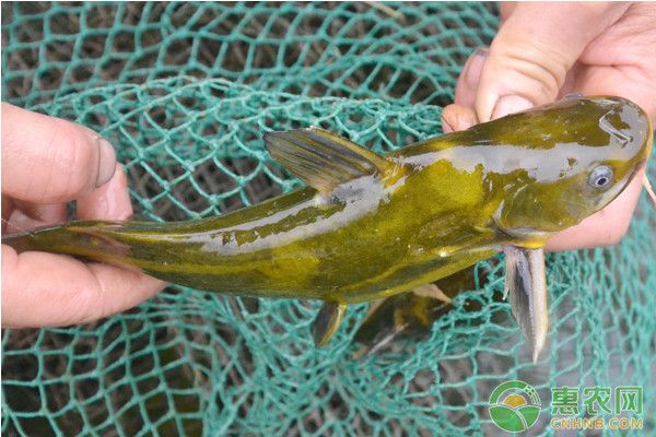 上海市浦東新區(qū)三林鎮(zhèn)小陳錦鯉閣觀賞魚商店（上海市浦東新區(qū)三林鎮(zhèn)小陳錦鯉閣觀賞魚商店詳細(xì)介紹） 水族周邊