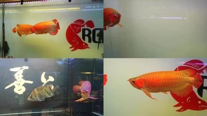 紅色金龍魚和金色龍魚哪個(gè)貴（紅色金龍魚和金色龍魚的價(jià)格） 龍魚百科 第5張