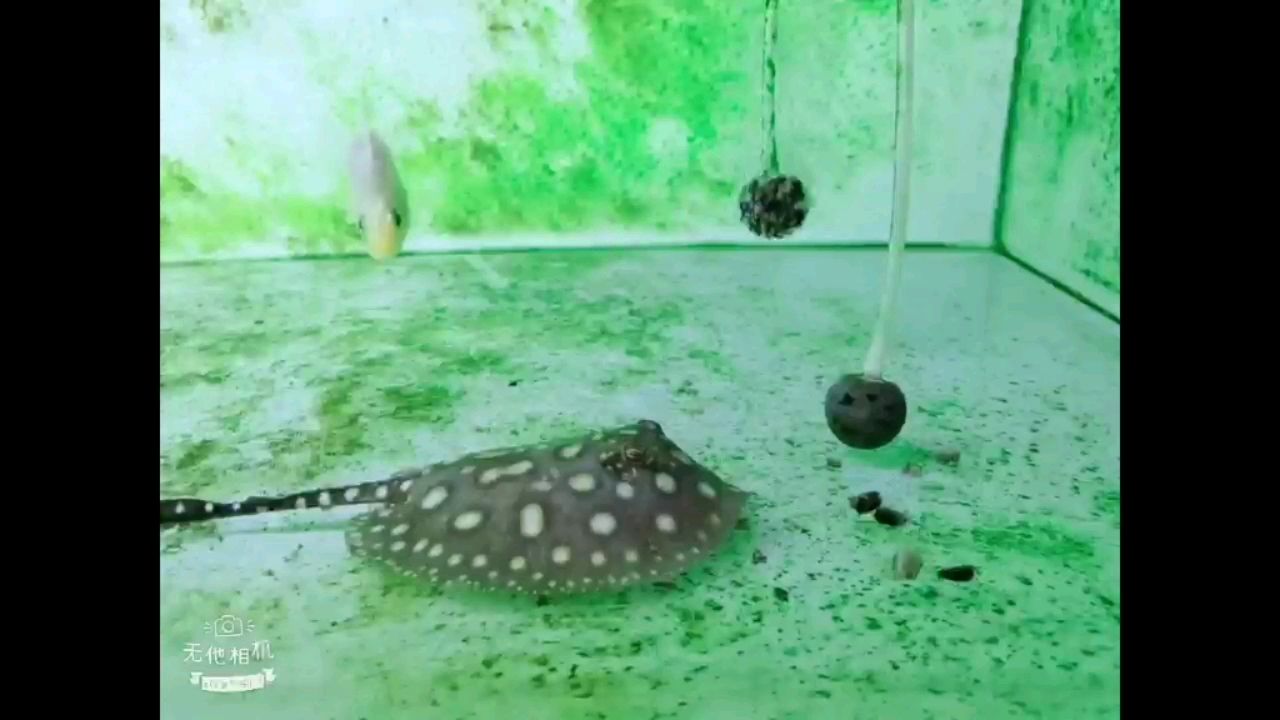 淮安水族館小白再不吃就沒了