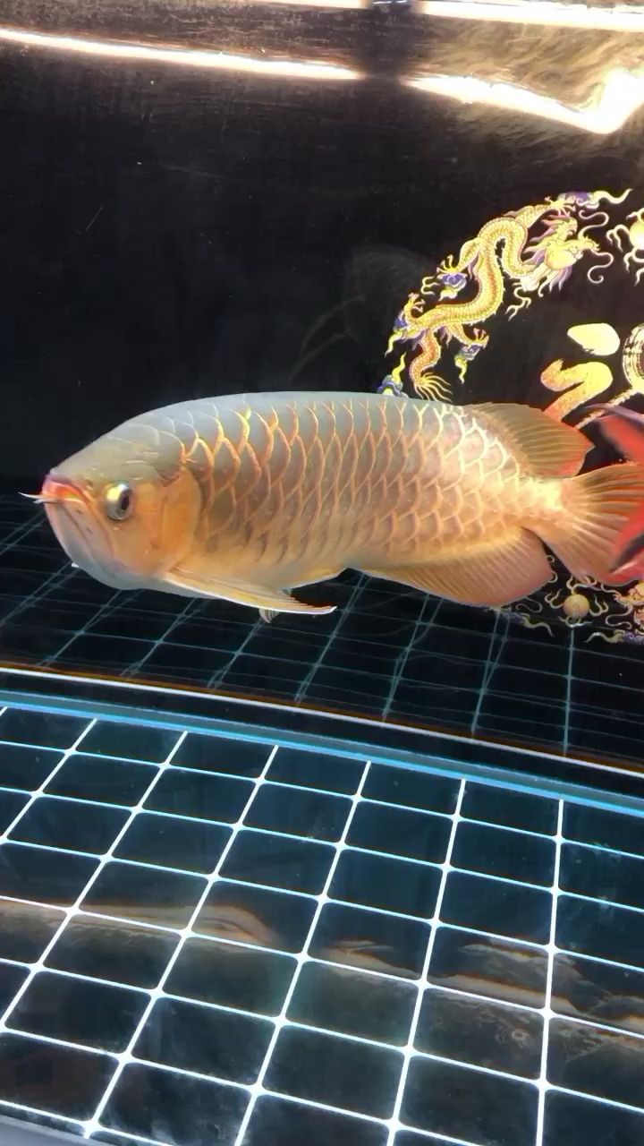 德州水族館綠皮辣椒紅龍