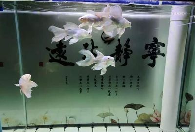 沈陽市東陵區(qū)陳禹觀賞魚養(yǎng)殖場（沈陽東陵區(qū)陳禹觀賞魚養(yǎng)殖場） 水族周邊