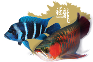 紅龍魚(yú)飼料品質(zhì)排名榜最新（紅龍魚(yú)飼料品牌排名榜）