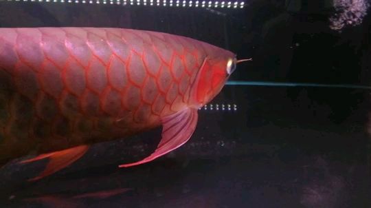 阜新水族館藍(lán)底細(xì)框印尼紅龍