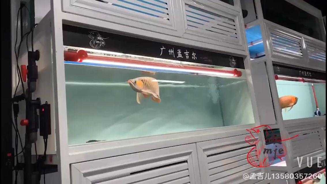 定西水族館孟吉爾～萬吉好色之選