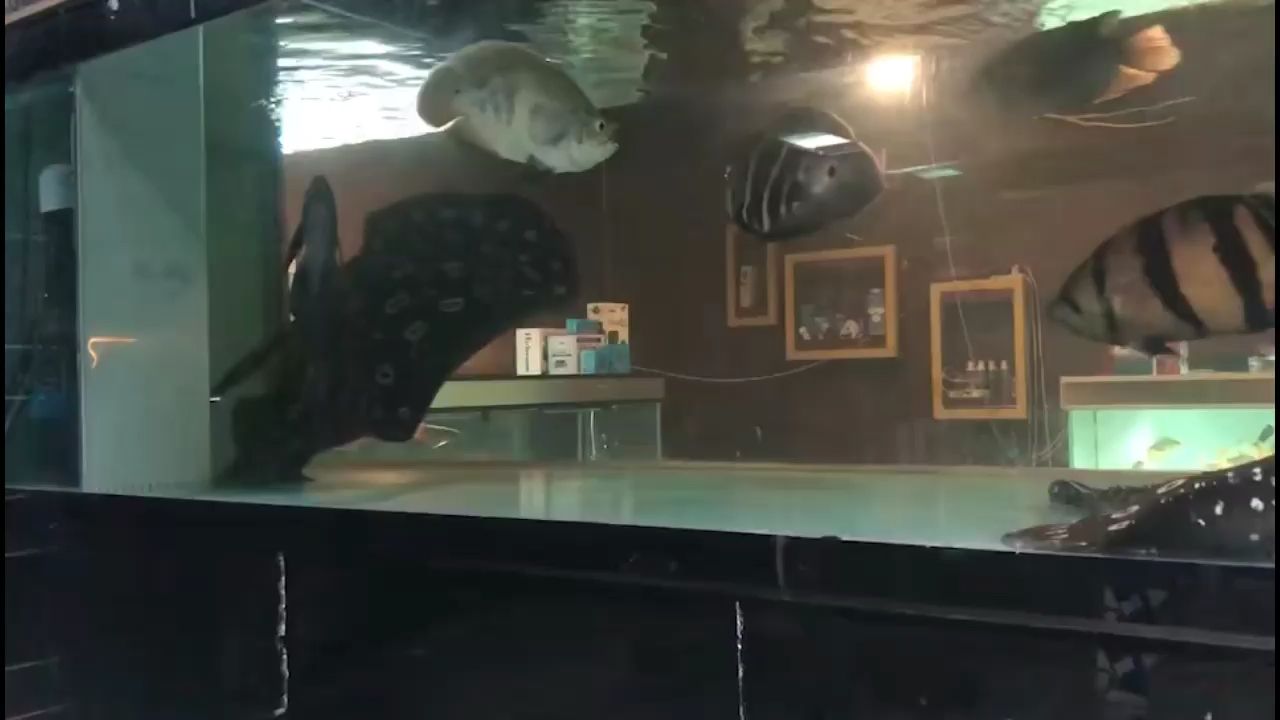 福州水族館魟魚嬉戲交配