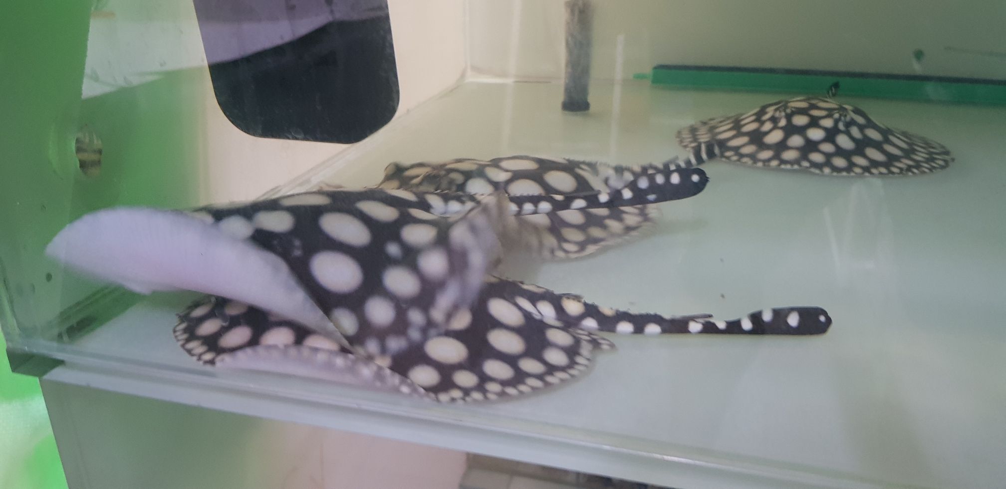 麗江水族館日常清潔 蘇虎 第5張