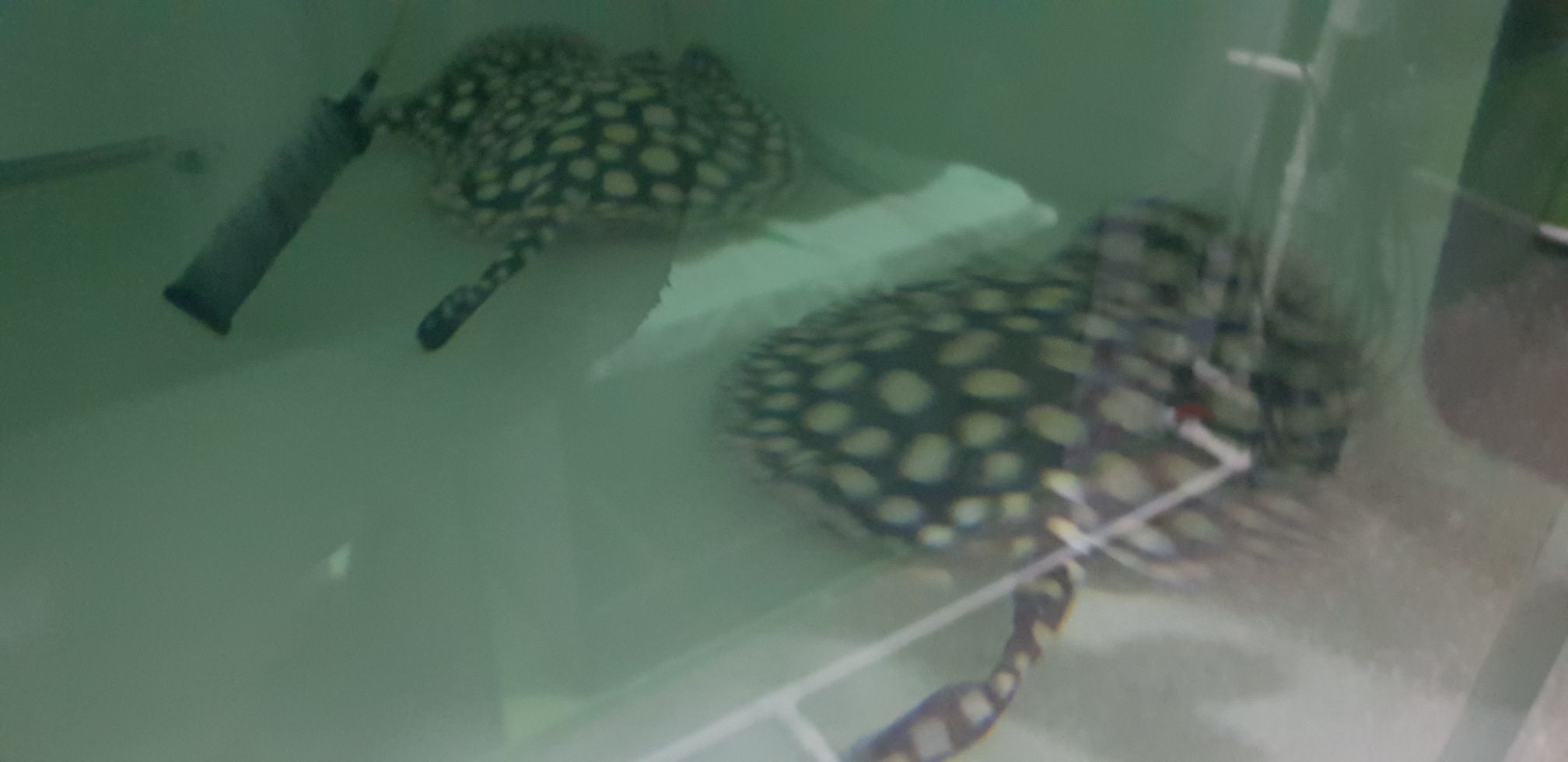 麗江水族館日常清潔 蘇虎 第7張