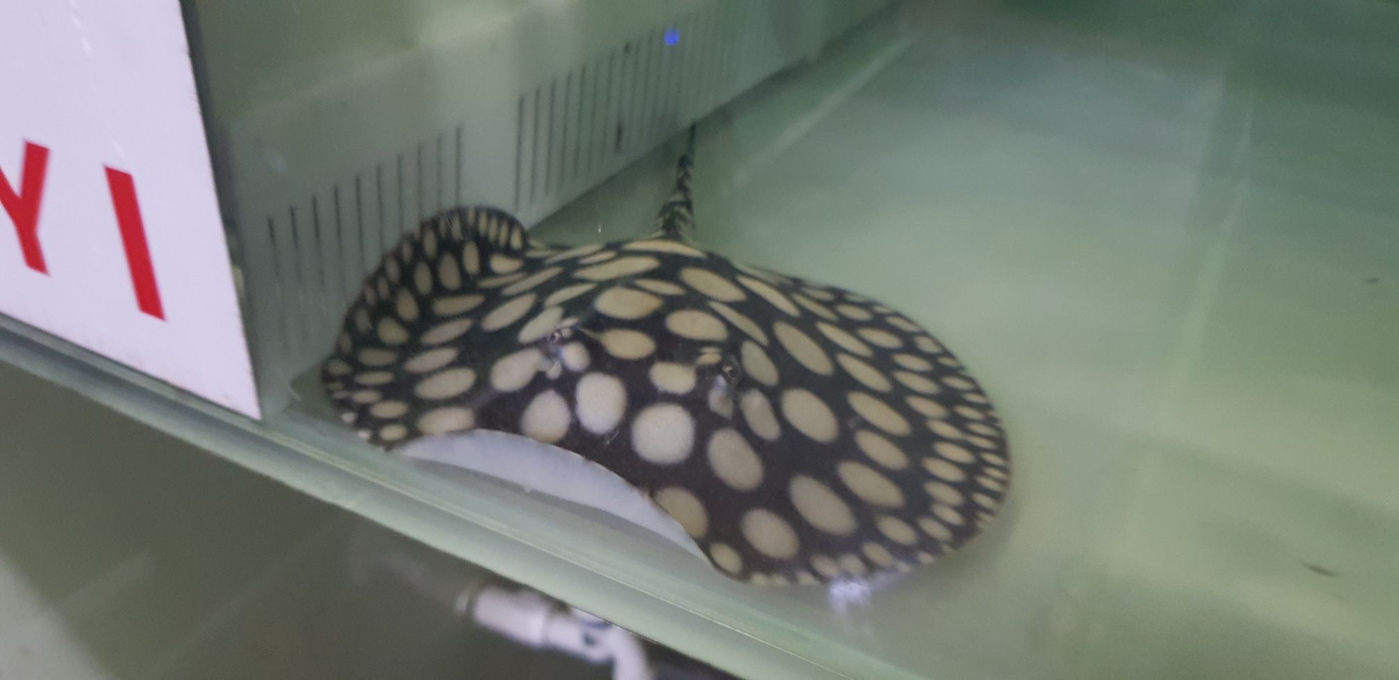 麗江水族館日常清潔 蘇虎 第6張