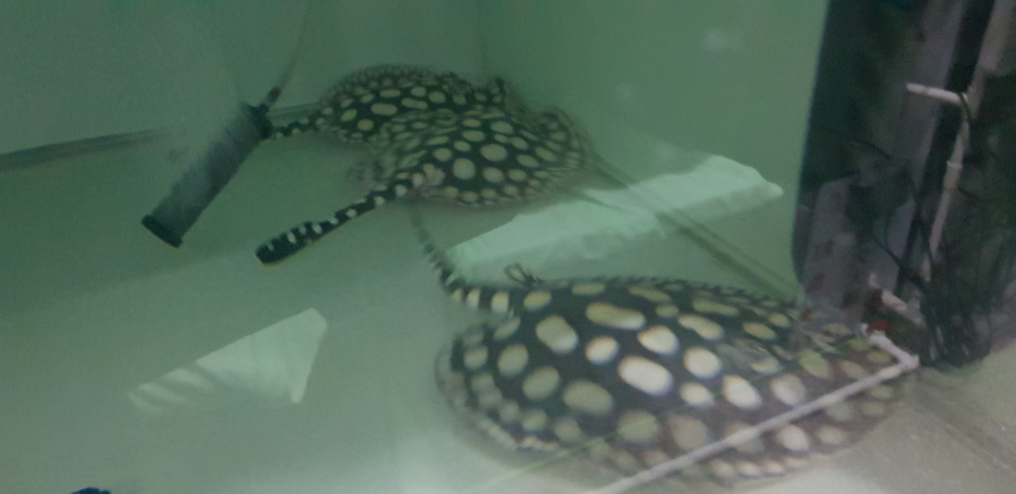 麗江水族館日常清潔 蘇虎 第8張