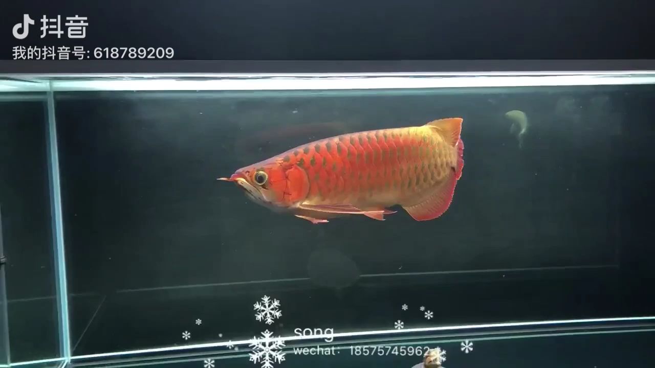 克拉瑪依水族館入門(mén)小孟也有精彩魚(yú)生