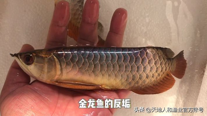 金龍魚反垢多久恢復(fù)（血統(tǒng)復(fù)雜的金龍魚環(huán)境變化大或水質(zhì)管理不當(dāng),缺乏合理飼養(yǎng)管理） 龍魚百科 第4張