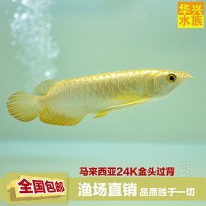 金龍魚反垢多久恢復(fù)（血統(tǒng)復(fù)雜的金龍魚環(huán)境變化大或水質(zhì)管理不當(dāng),缺乏合理飼養(yǎng)管理）