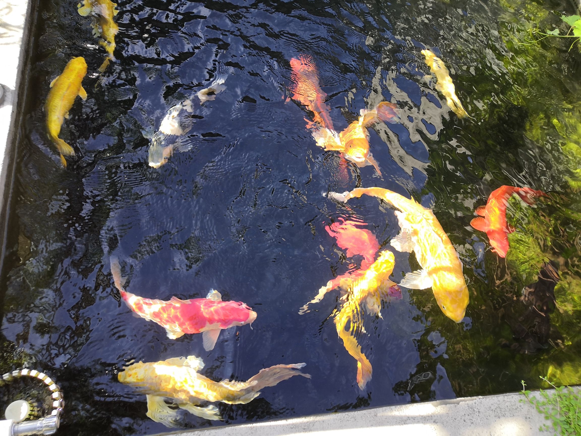 咸陽水族館錦鯉魚六六大順poss