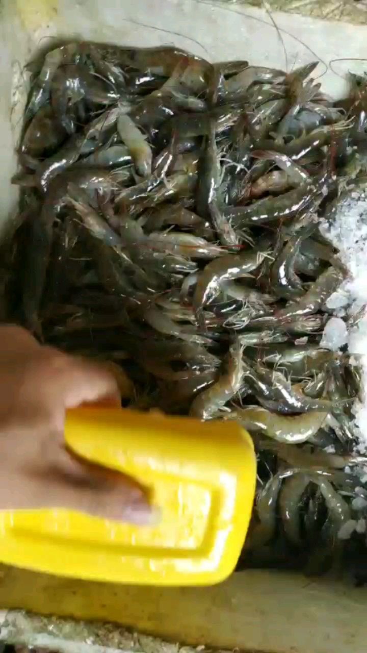 清遠觀賞魚市場優(yōu)美魚食