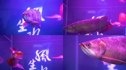 金龍魚ae（金龍魚ae系列產(chǎn)品） 龍魚百科 第3張