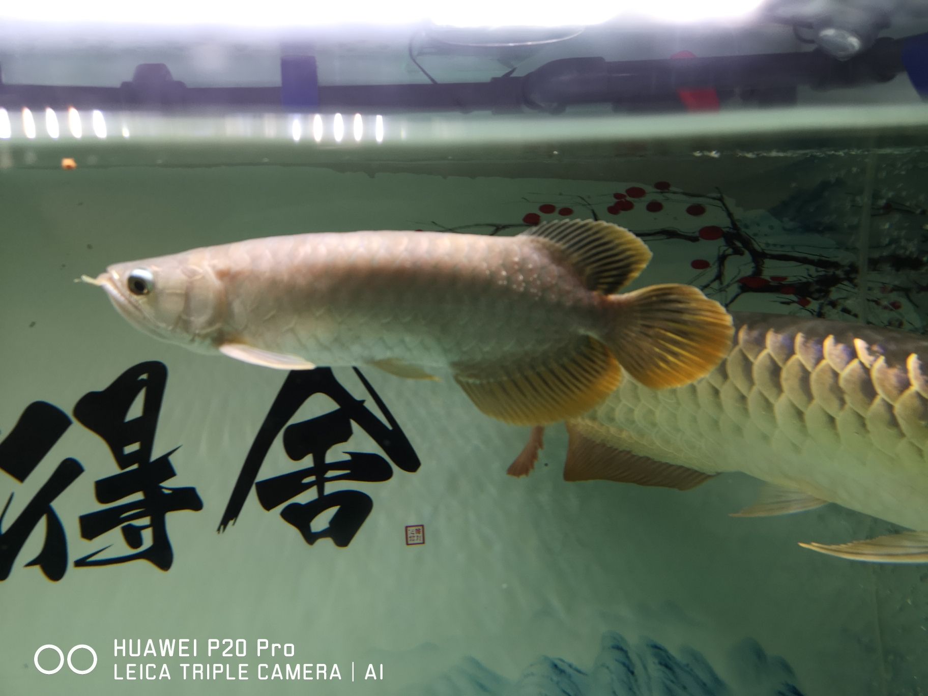 保山水族館大師們幫我看一下找這條龍魚鱗片上怎么回事？另外我這條是什么龍魚？拜托了