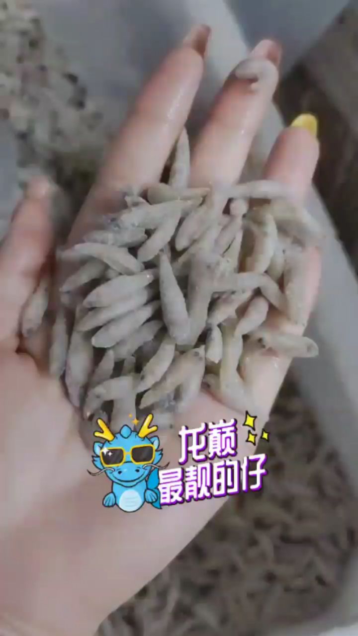 小魚來了呦