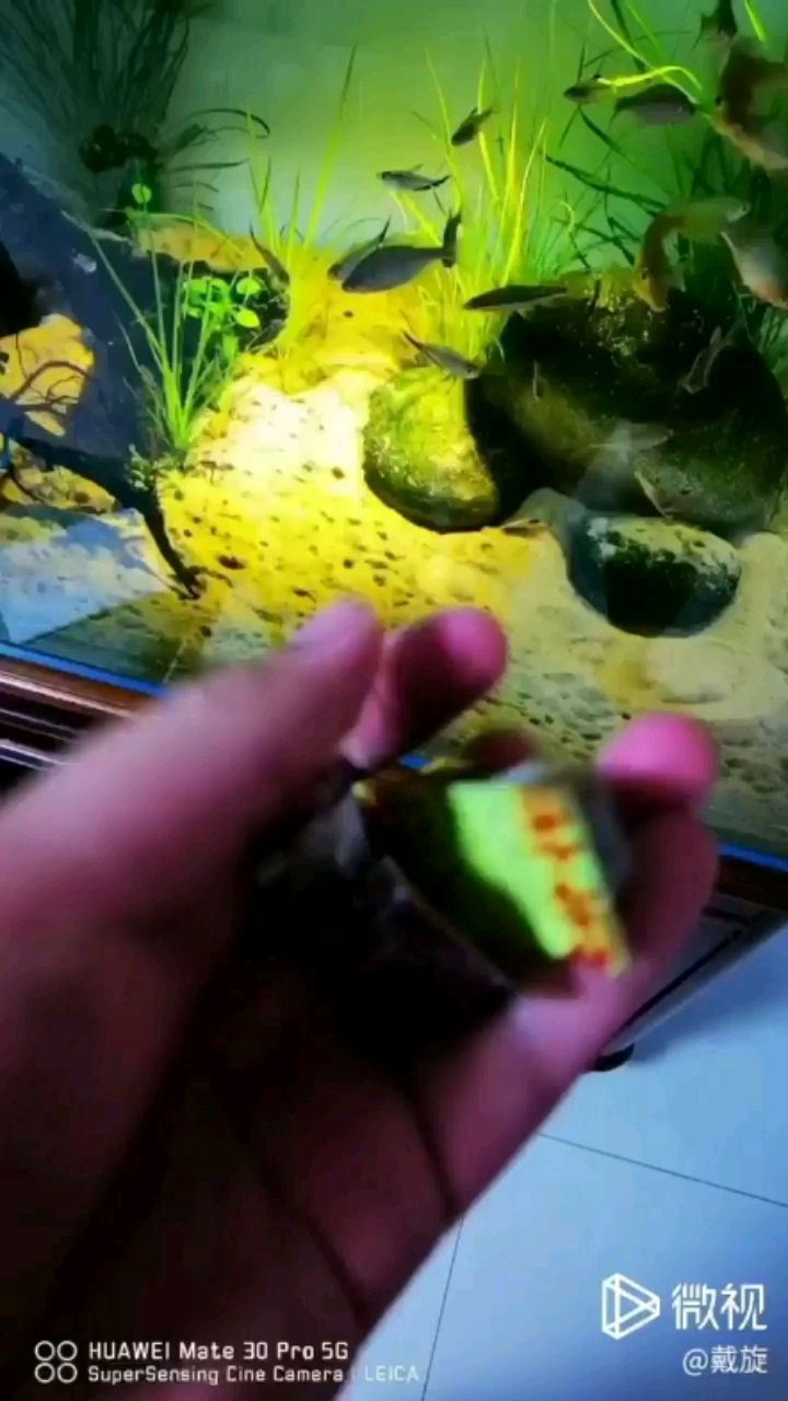 在家也可以有親近自然的感覺 杰西卡恐龍魚 第1張