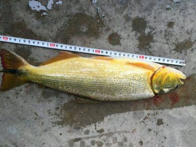 黃金河虎咬龍魚（黃金河虎魚和龍魚可以混養(yǎng)嗎） 龍魚百科 第2張