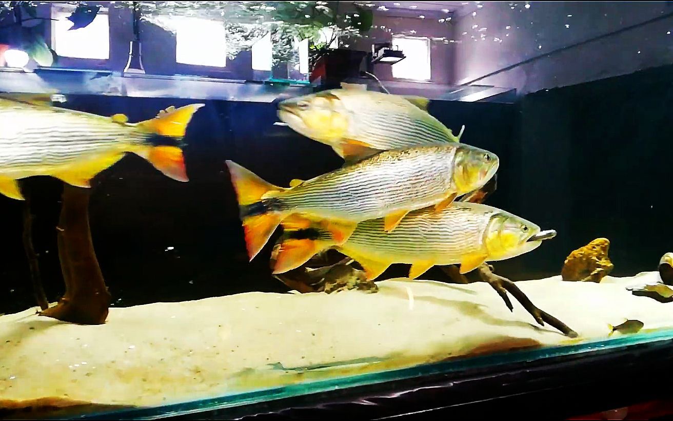 黃金河虎咬龍魚（黃金河虎魚和龍魚可以混養(yǎng)嗎） 龍魚百科 第3張