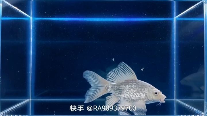 惠州水族館蝴蝶鯉——練手魚的命運