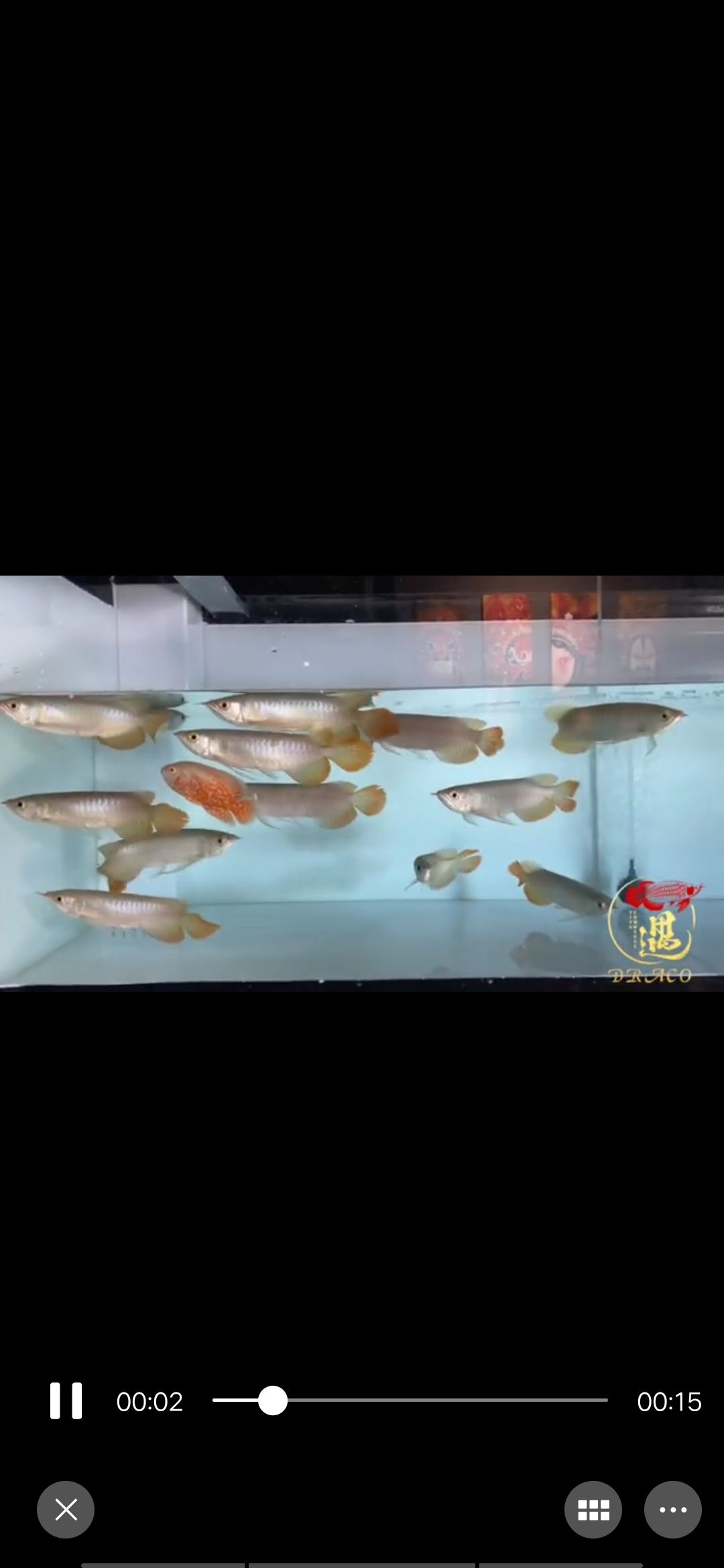 這批魚苗求大神看看 噴點菠蘿魚 第2張