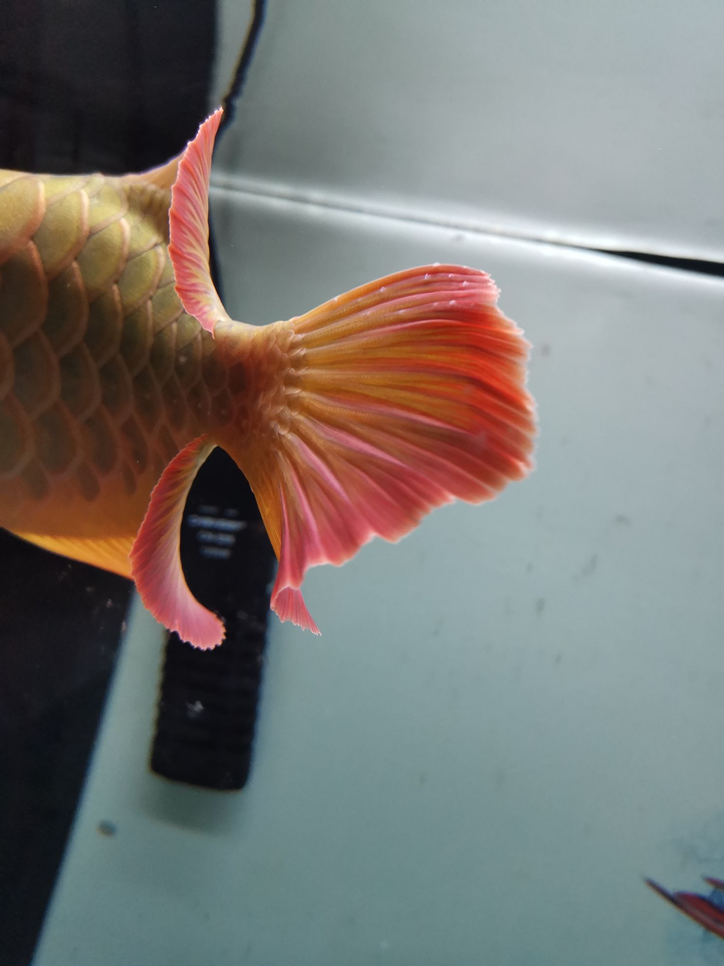 阜新水族館大神請來一下