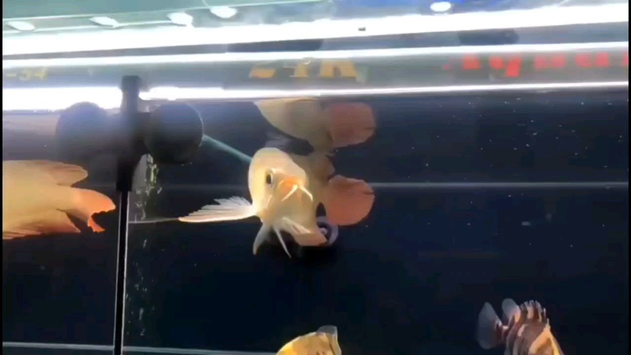 西寧水族館大湖紅龍