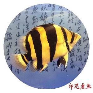 金龍魚(yú)一只多少錢一條（金龍魚(yú)市場(chǎng)價(jià)格波動(dòng)原因） 龍魚(yú)百科 第5張