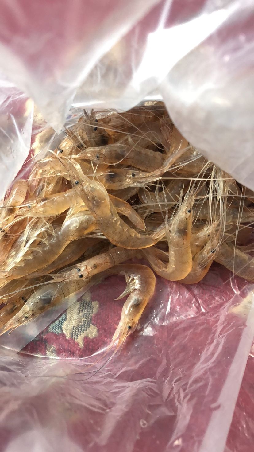 來賓觀賞魚市場剝蝦給魚備食