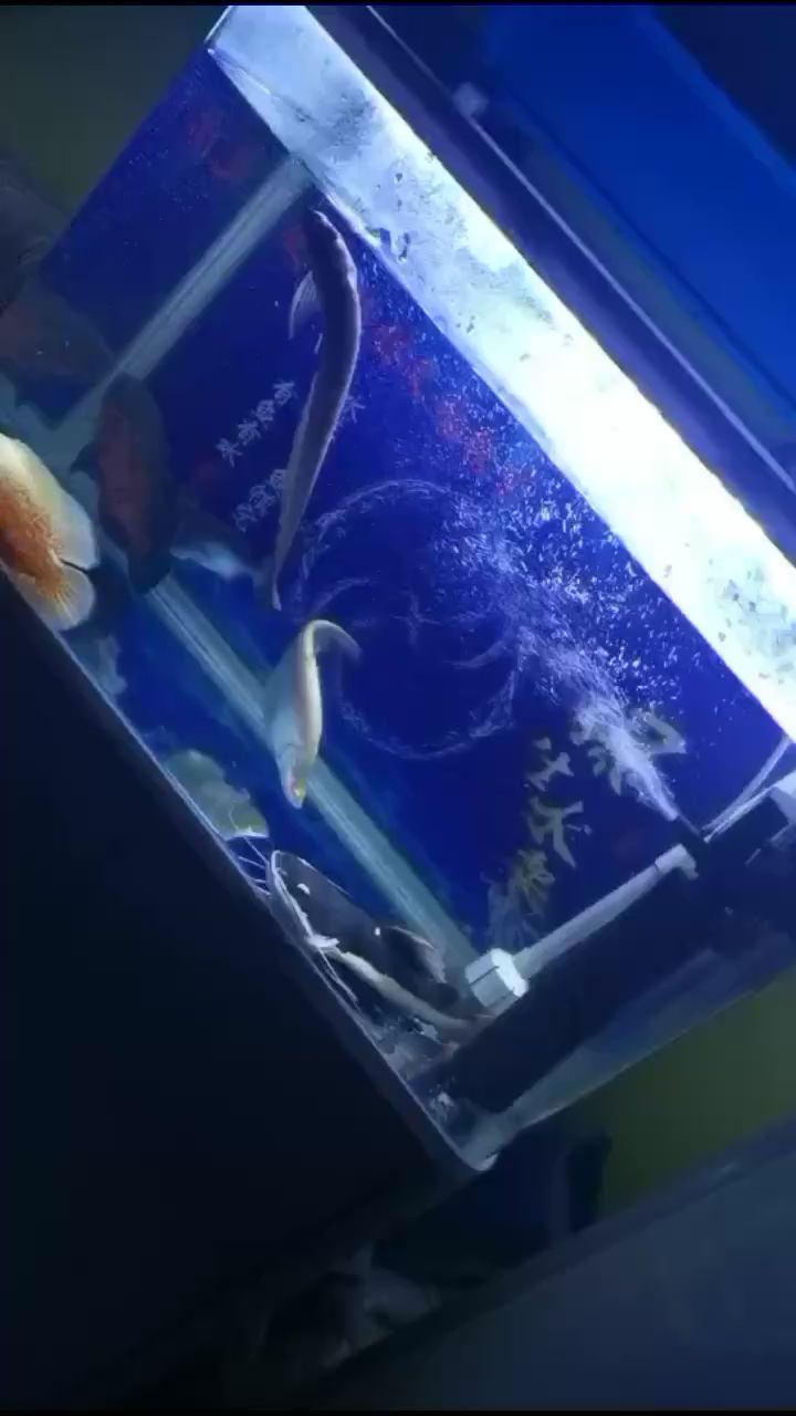 廊坊水族館小銀飄啊飄 銀古魚苗 第1張