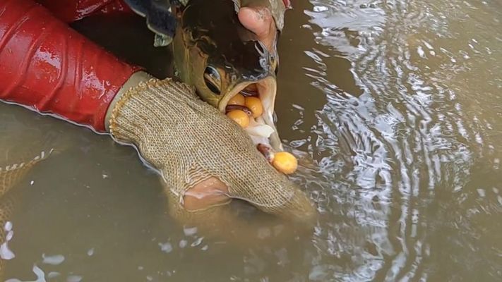 金龍魚下崽嗎（金龍魚的繁殖過程）