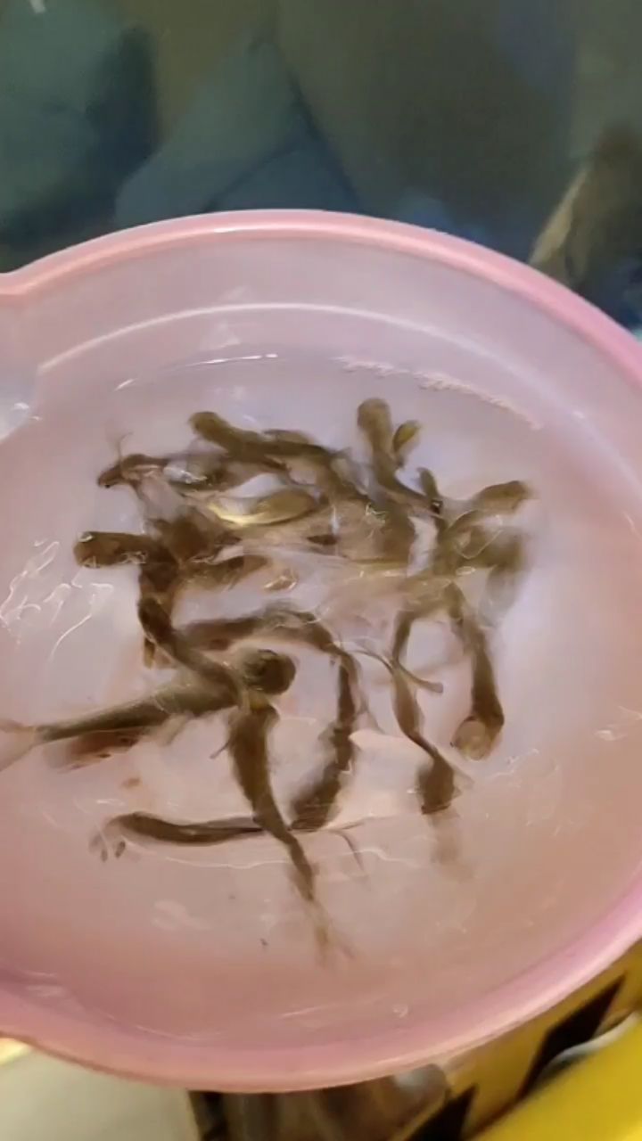 成都水族館打卡喂食