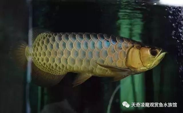 金龍魚訓食（金龍魚的飲食調整） 龍魚百科 第5張