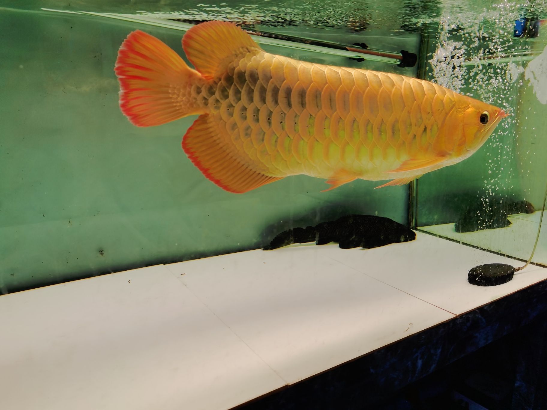 伊犁哈薩克自治州水族館是否合格？ 一眉道人魚 第7張