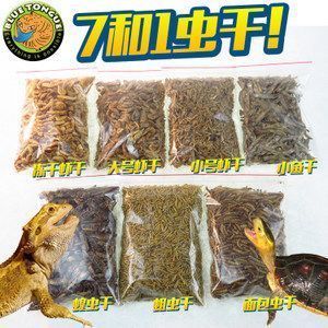 金龍魚用什么釣餌比較好（金龍魚釣具配置指南,金龍魚垂釣技巧分享）