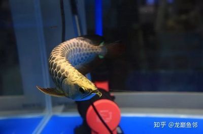 金龍魚福利待遇怎么樣（金龍魚員工晉升路徑解析）