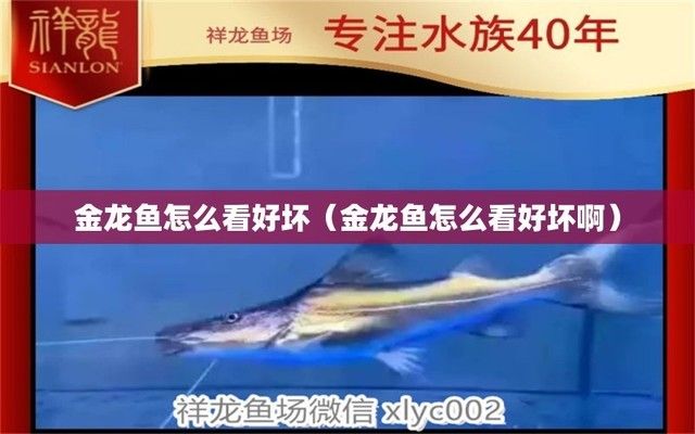 金龍魚報價單怎么看的好壞（金龍魚報價單辨別真?zhèn)渭记桑?></a></span><span id=