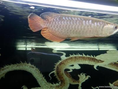 金龍魚圖像（金龍魚市場(chǎng)價(jià)格趨勢(shì)） 龍魚百科 第4張