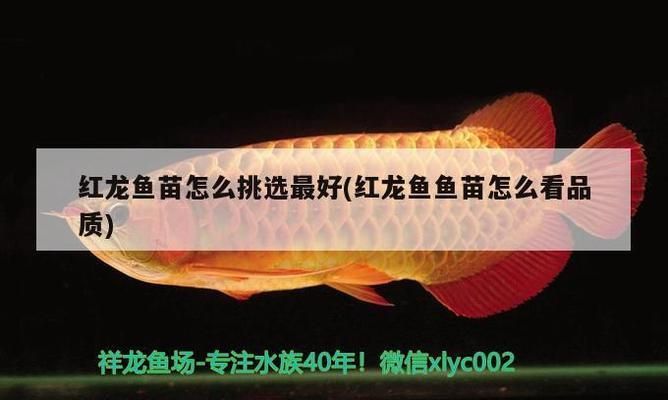 紅龍魚魚苗怎么看品質(zhì)好壞（紅龍魚魚苗價(jià)格范圍） 龍魚百科 第3張