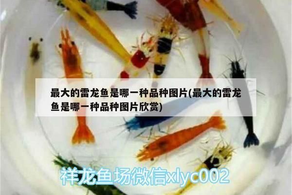 黃金雷龍魚能長(zhǎng)多大（黃金雷龍魚的壽命有多長(zhǎng)黃金雷龍魚的壽命有多長(zhǎng)） 龍魚百科 第2張