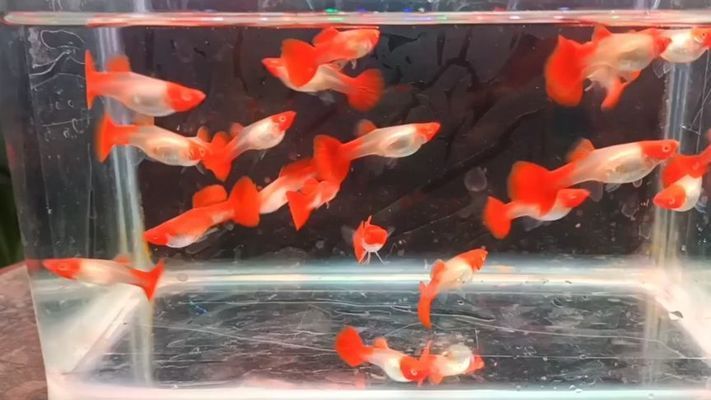 紅金龍魚的風水